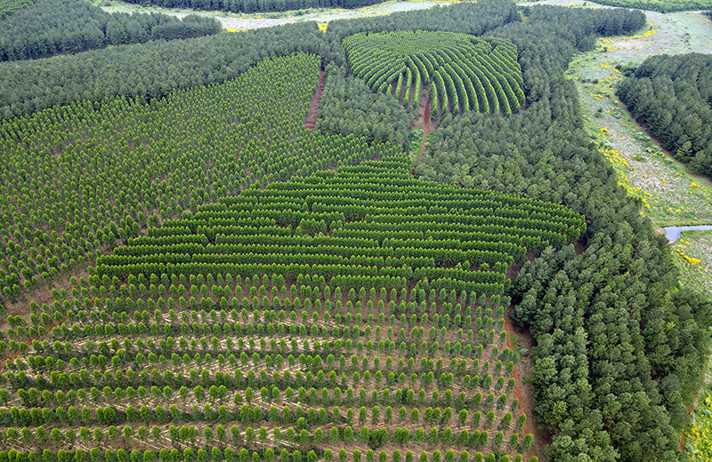 POMERA Maderas alcanzó los 15 años de certificación FSC®