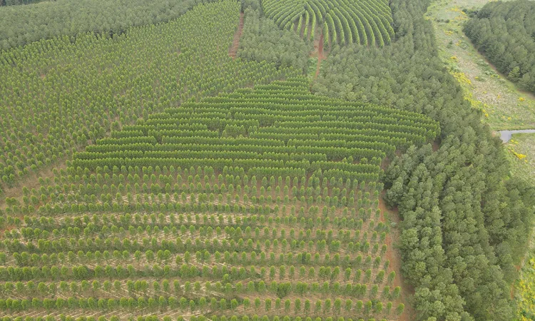 Tras 15 años de operaciones forestales bajo el sello FSC®, Pomera Maderas Argentina re-certificó en gestión responsable