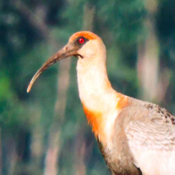 Programa de Monitoreo de Fauna